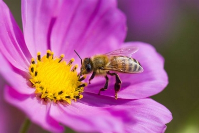 Vente de plantes fleuries, à massifs et plants de légumes